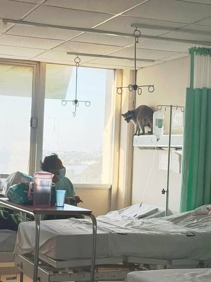 Mapaches recorren habitaciones del IMSS en Ciudad Madero; pacientes denuncian riesgo sanitario.